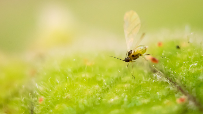 fungus gnat on leaf