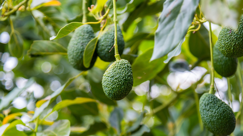 Avocado fruit on tree