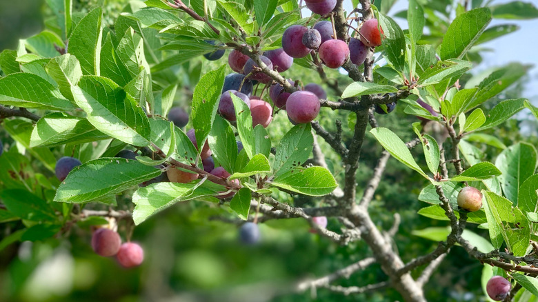 Beach plum fruits on a tree