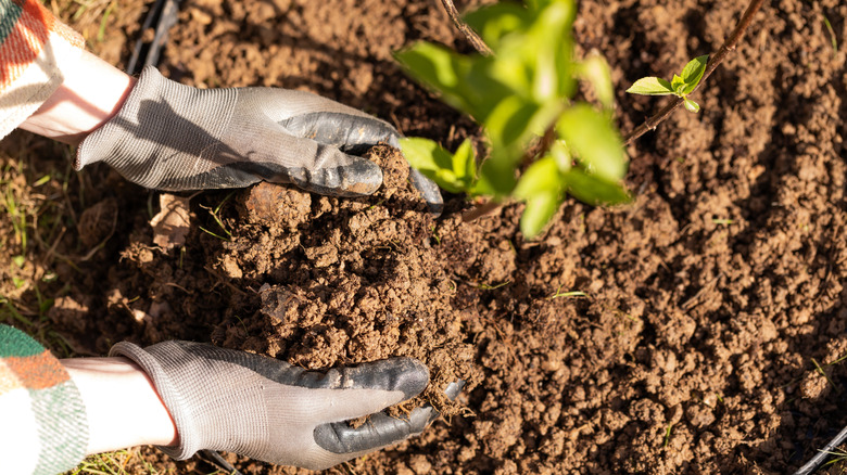 Gardening in sandy-loamy soil