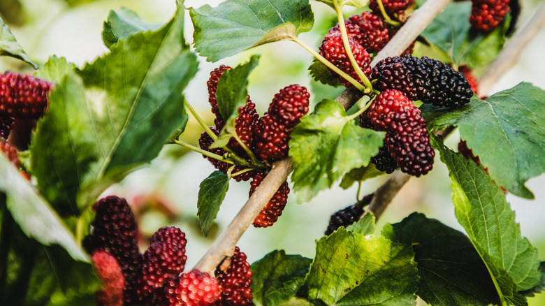 Mulberry fruits on a tree