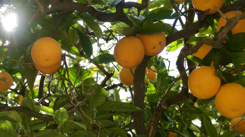 Navel oranges on tree
