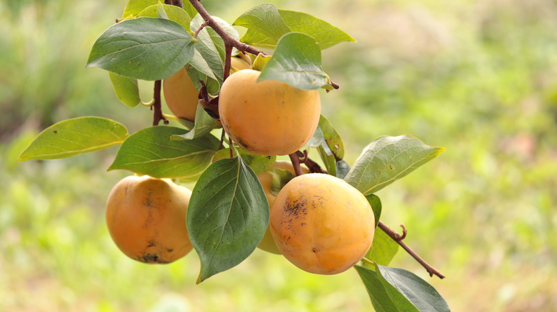 Tree branch with persimmons