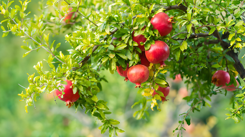 Pomegranate fruit growing on a tree