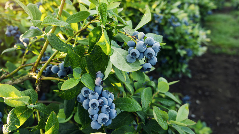 blueberry bush in backyard