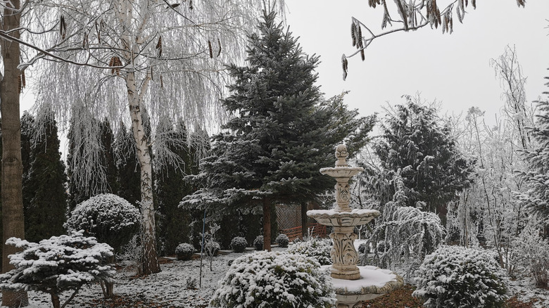 Snow covered decorative garden with fountain and different types of conifers