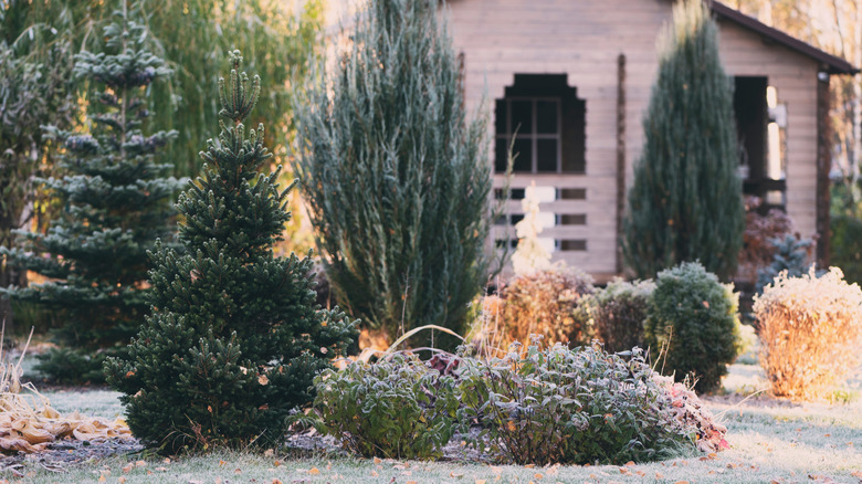 Beautiful landscaping with evergreen trees and a dusting of snow