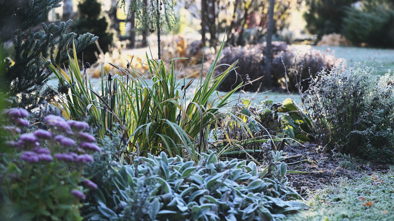 Lovely garden with a light coating of snow or frost
