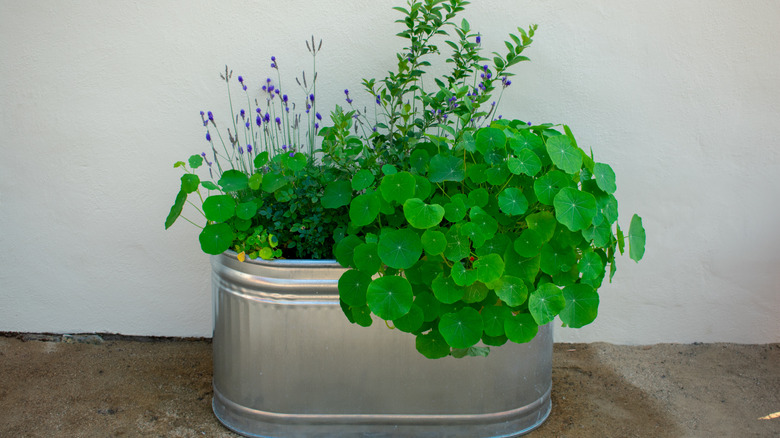 flowers in steel stock tank