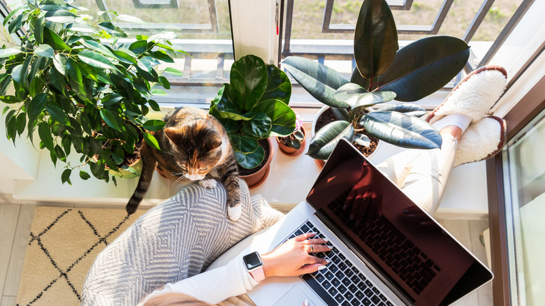 Overhead shot of woman and cat sitting at a sunny windowsill covered with plants