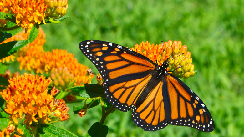Monarch butterfly on orange milkweed