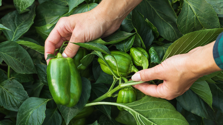 Hands examining green pepper plant