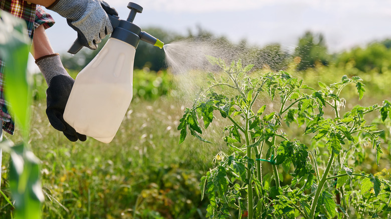 Gardener spraying tomato plants out in the yard using a large handheld spray bottle