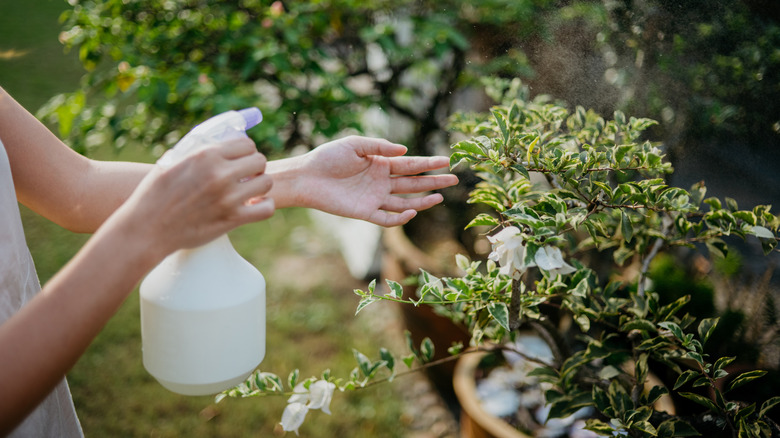 A person spraying plants with liquid in a white spray bottle