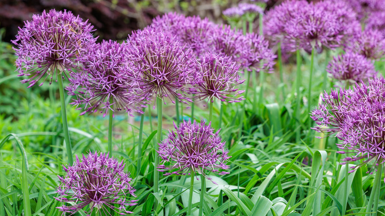 Purple allium flowers