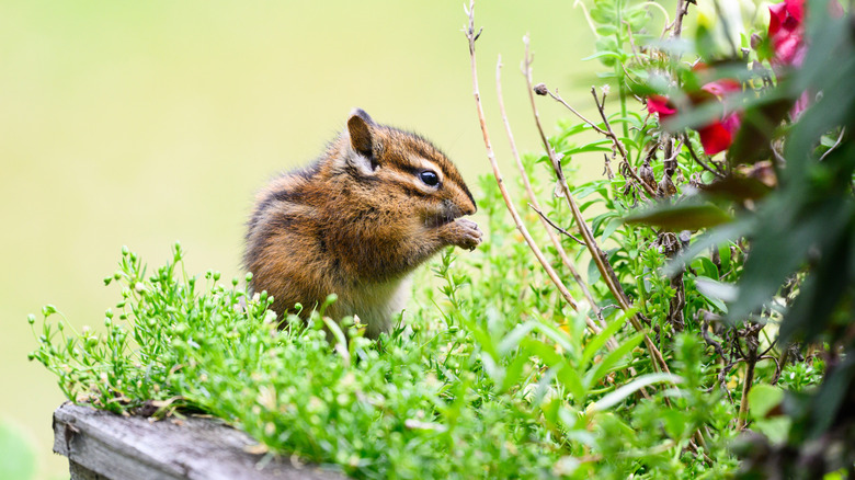 Chipmunk eating in a garden planter
