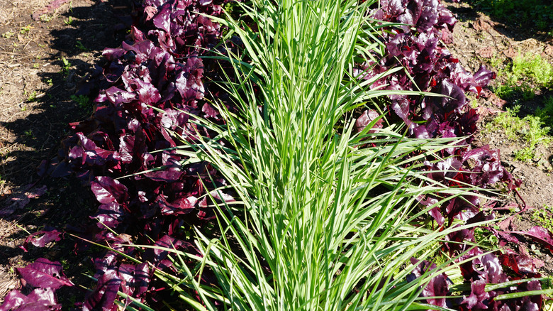 Rows of beets, bordered by a strip of green chives