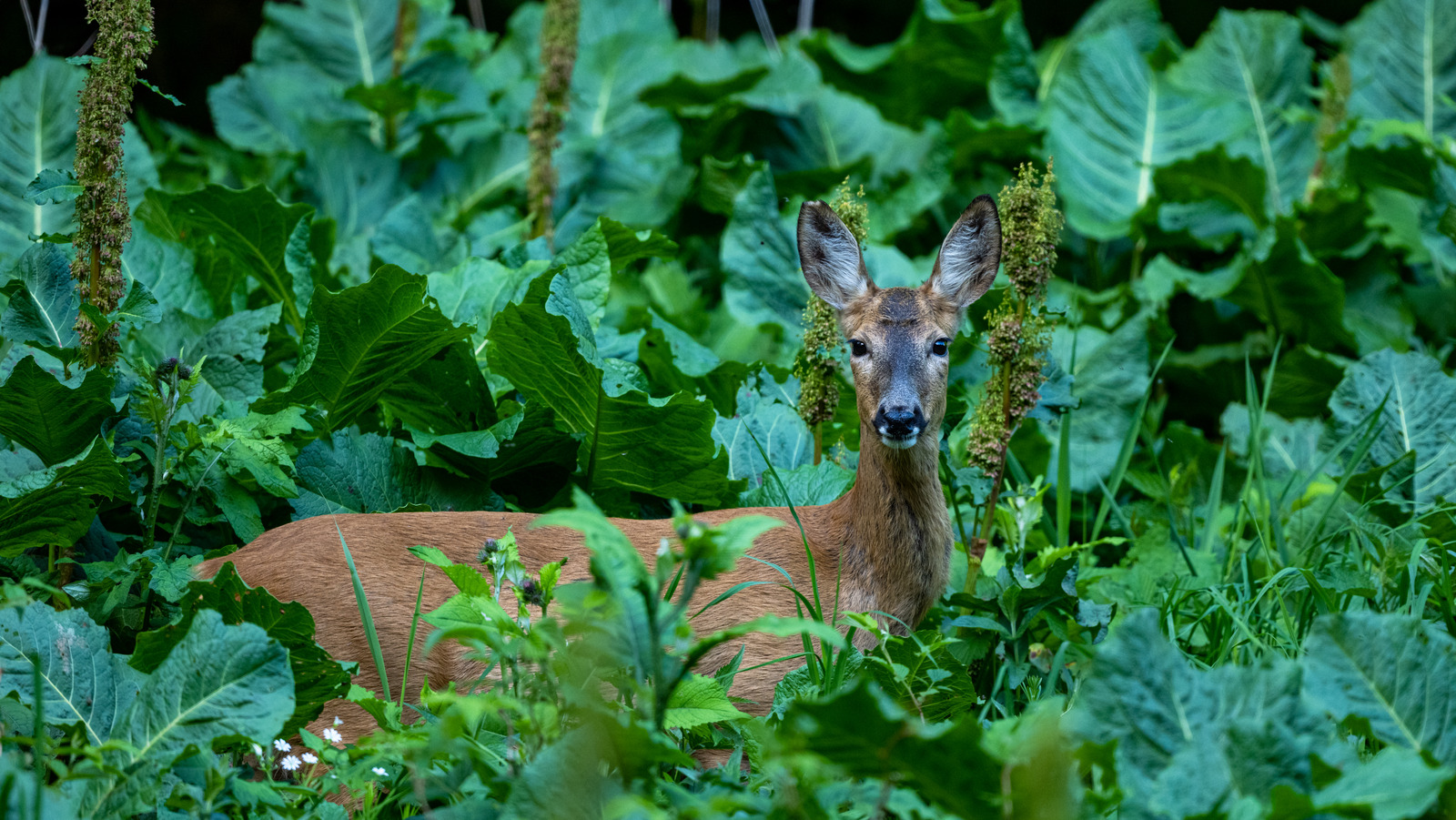Deter Deer From Destroying Your Garden With An Easy DIY Solution