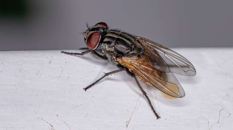 Housefly closeup indoors