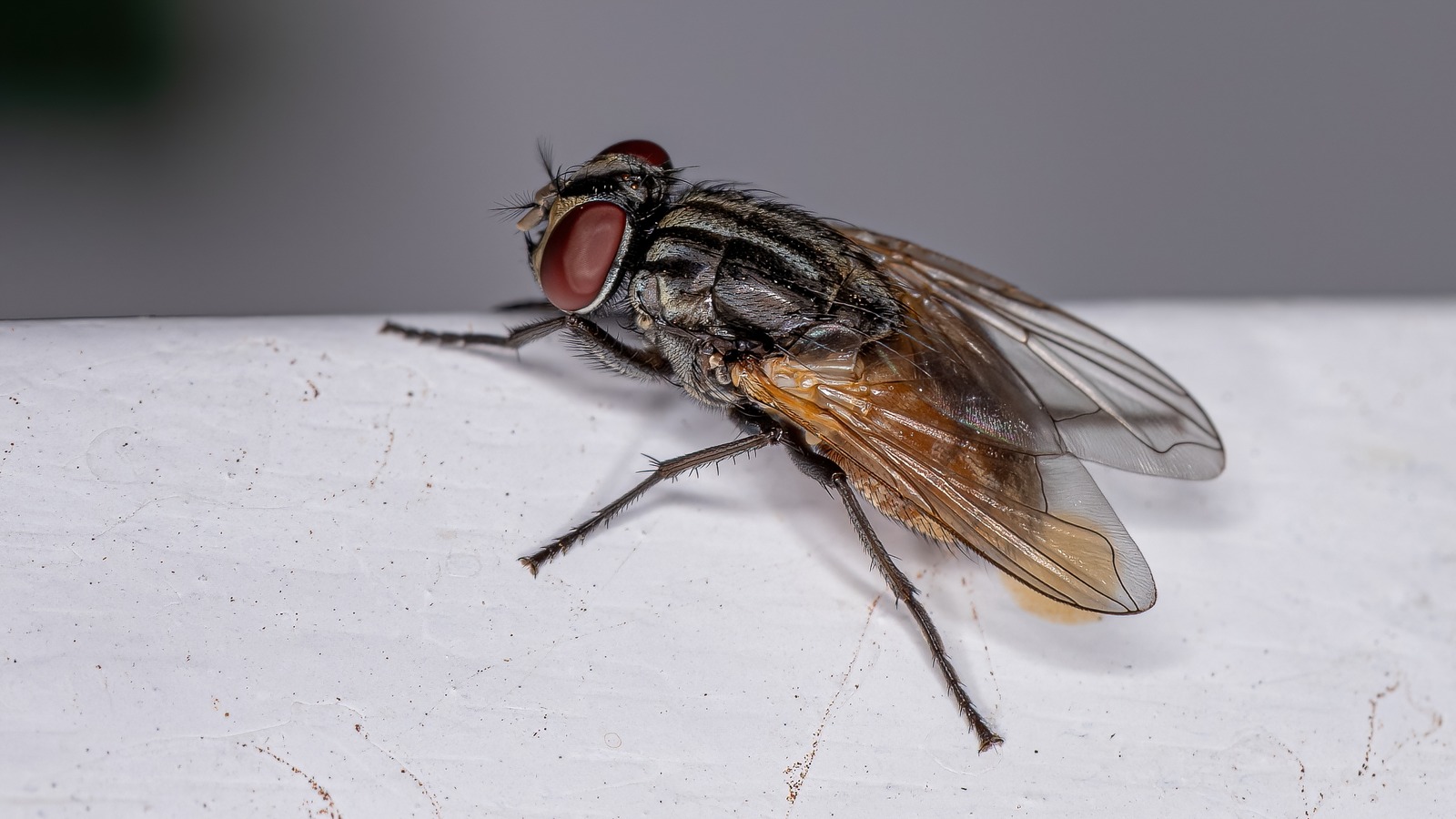 How To Deter Flies With Bay Leaves You Likely Already Have In Your Pantry
