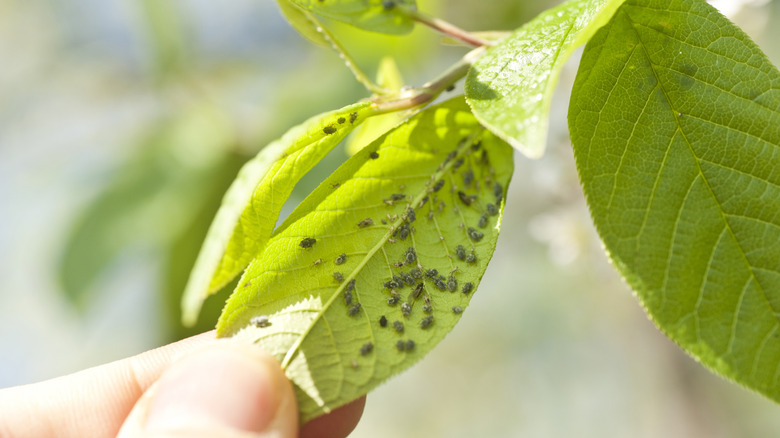 A hand holding a leaf full of aphids