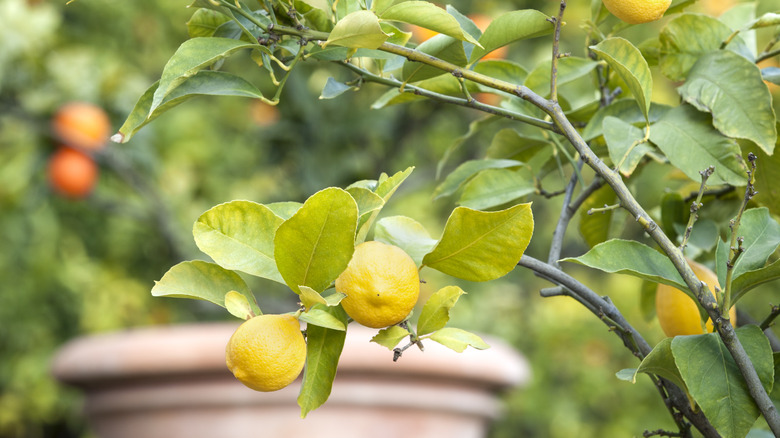 Lemon tree close up