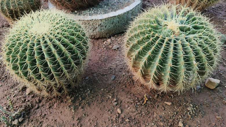 Two golden barrel cacti growing in sandy soil