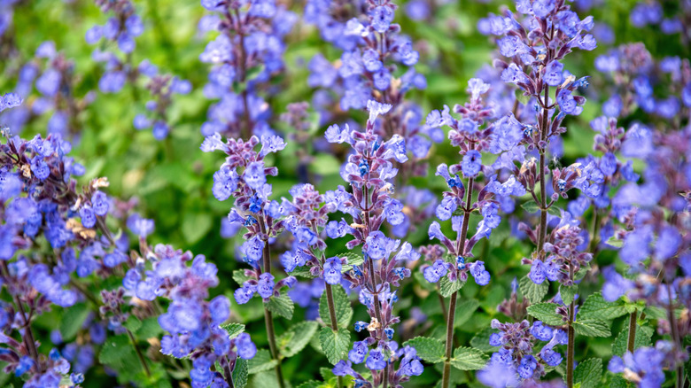 Blooming catnip with purple blue flowers