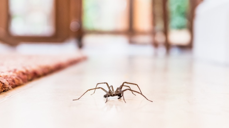 A spider on the floor in a house