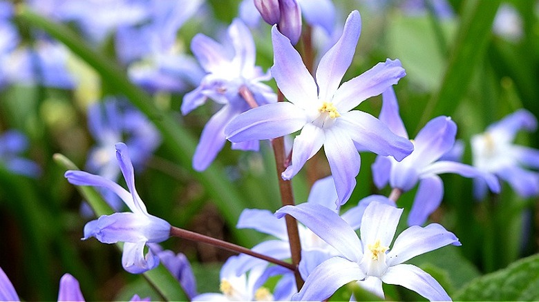 A cluster of glory of the snow in full bloom