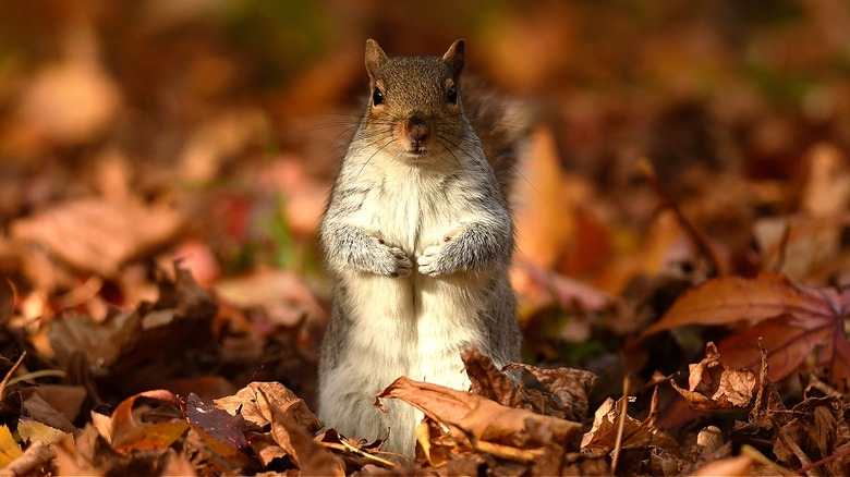 A squirrel sitting amongst a pile of leaves