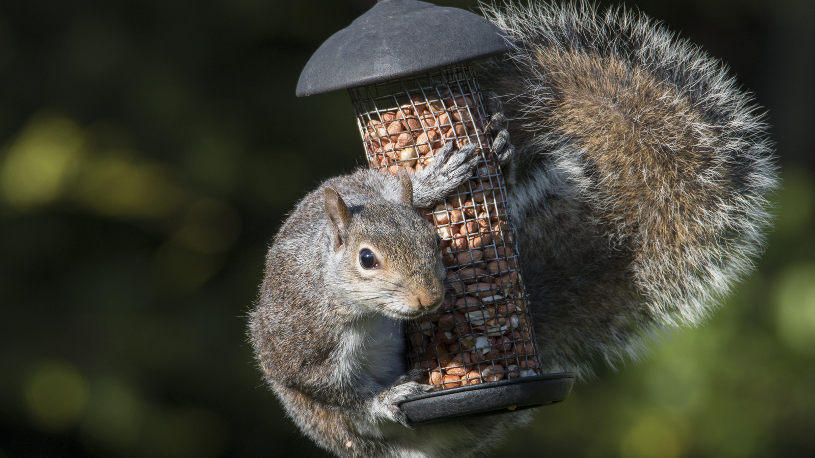 Deter Squirrels From Your Bird Feeder With The Treat Birds Go Nuts For