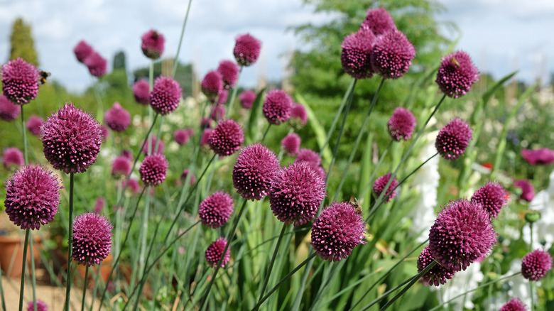 Purple drumstick Allium blooming in a garden