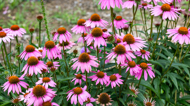 Pink coneflowers in garden