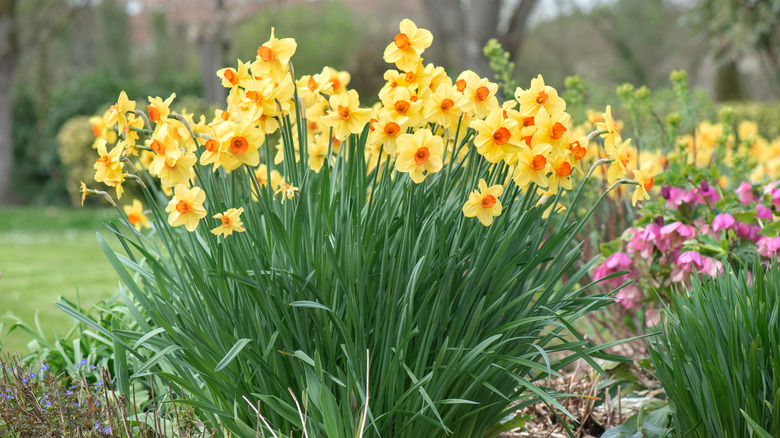 A clump of daffodils in a garden