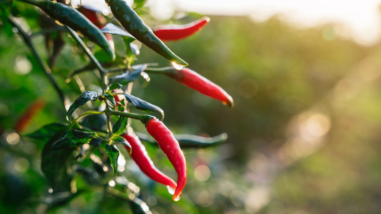 Chili peppers growing in garden