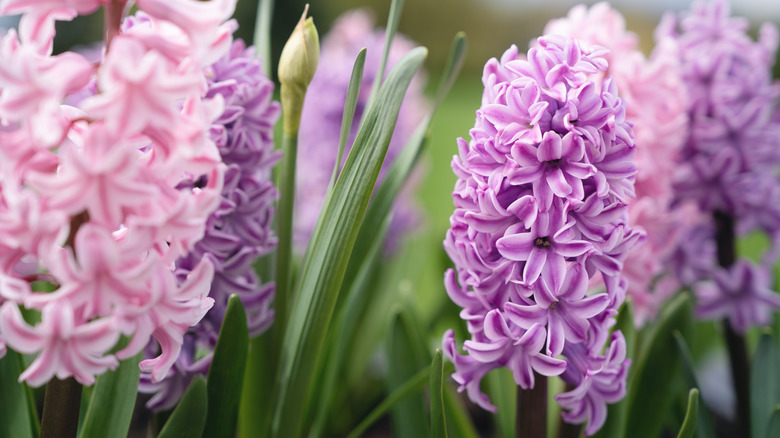 Close-up of pink and purple hyacinths