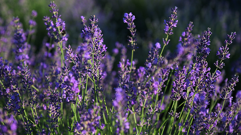 Purple lavender blooming in a field