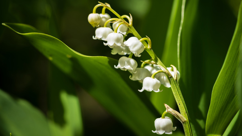 Close-up of white Lily of the Valley flowers