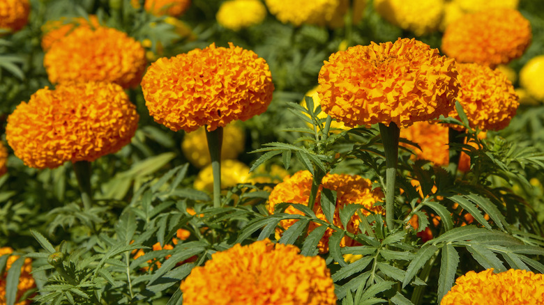 Field of blooming marigolds