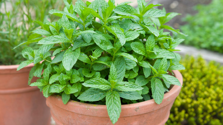 Mint growing in a terracotta plant pot