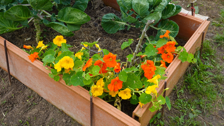 Orange and yellow nasturtiums in a garden bed