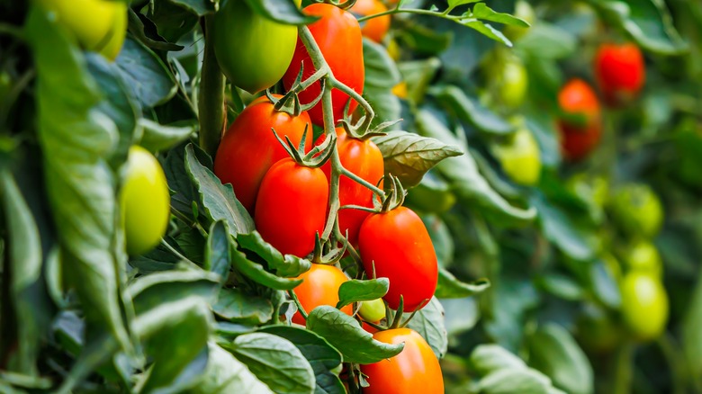 tomato plant in garden