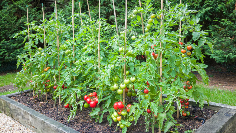 staked tomato plants