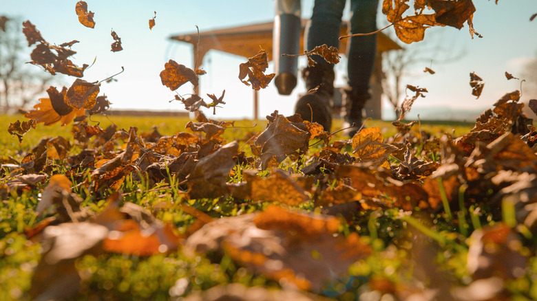 Person blowing fallen leaves around the yard