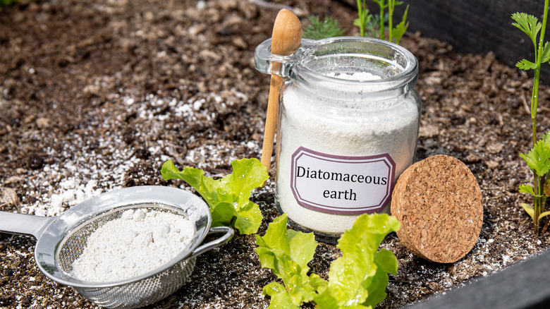 diatomaceous earth jar in garden