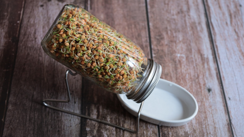 Lentil sprouts in glass jar tilted to drain water.