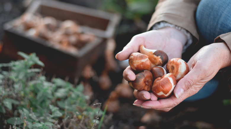 A gardener holds some bulbs ready for planting in the ground in their cupped hands.