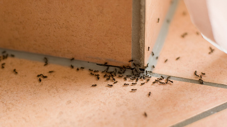Ants crawling on the floor inside a home