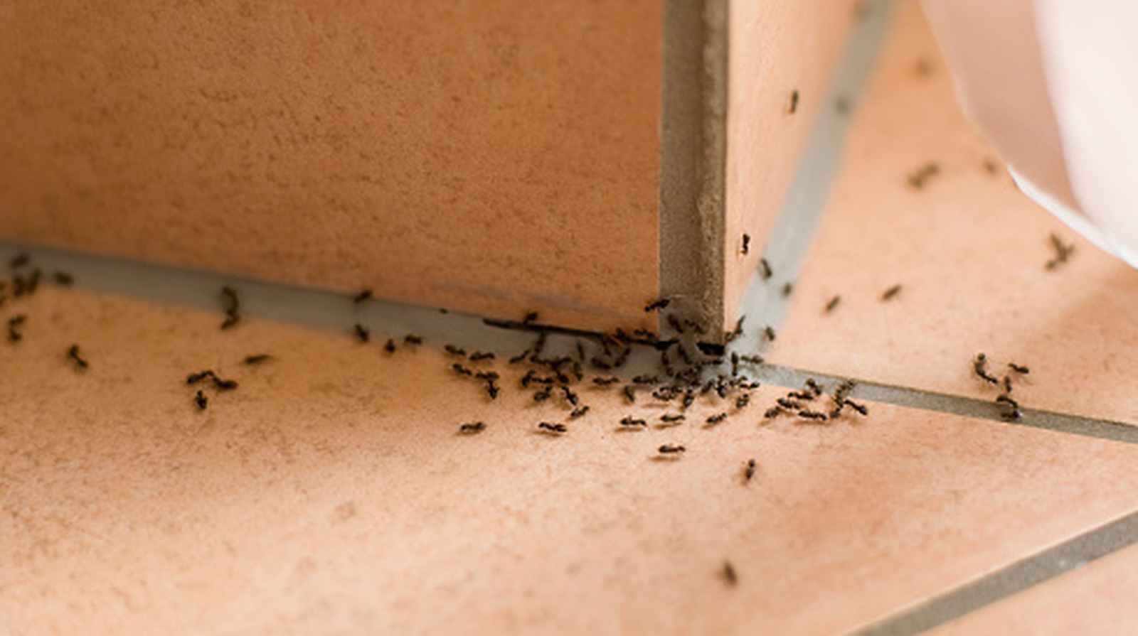 Discard The Insecticides: Here's A Fragrant Essential Oil To Keep Ants Away